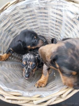 Jazvečík trpasličí - merle - 5