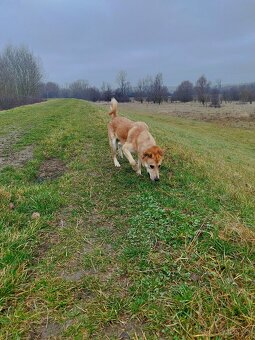 Darujem psa (Darvin) - 5