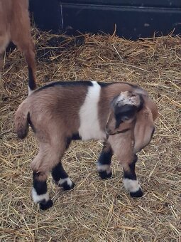 anglonubijsky cap - 5