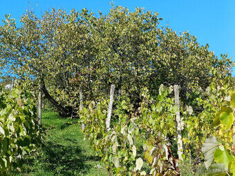 Biovinica s krásnym výhľadom a morušou v Pukanci - 5