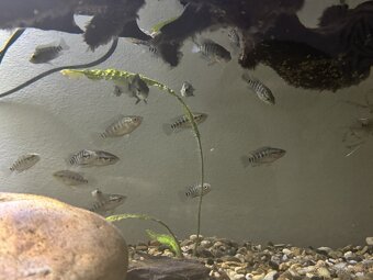 Parachromis Managuensis - 5