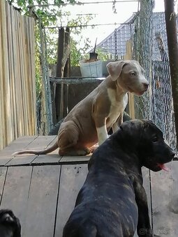 Cane Corso - 5