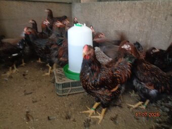 Sliepky wyandotky zlatej lemovanej - 5