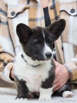 Welsh corgi cardigan štěňata - 5