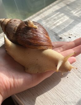 Africké slimáky/ Achatina žravá / Lissachatina fulica - 5