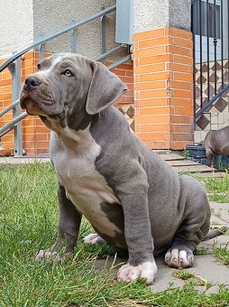 American Bully XL, Americký stafordšírský teriér, - 5