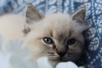 Ragdoll - 5