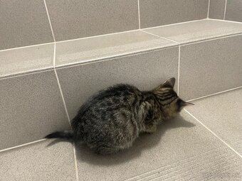 Darujem kocúrika - 5