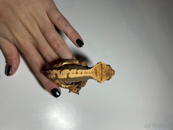 Mladé pagekony riasnaté - 5