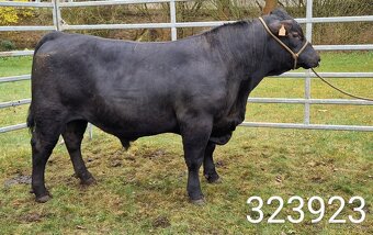 Plemenný býk Aberdeen Angus - vakcinovaný na Bluetongue - 5