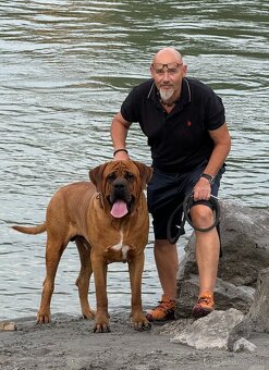 Tosa Inu - nádherné šteniatka s PP -aktuálne k odberu - 5