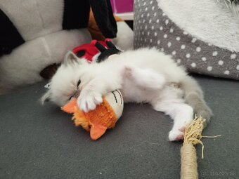 Ragdoll - 5
