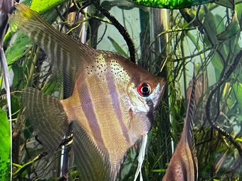 Skaláre Santa Isabel - 5