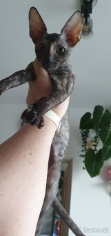 Cornish rex s PP - 5