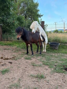 Pripúšťanie Pony - 5