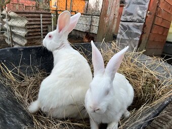 Hyla králiky na predaj – 3-mesačné, 3,5 kg, výborné na chov - 5