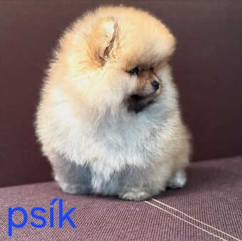 Pomeranian mini - 5