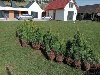 Tuja Smaragd, vavrínovec, červienka - Dolný Kubín - 5