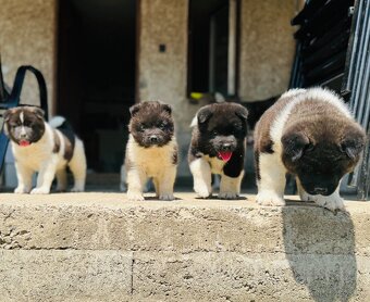 Americká Akita - 5
