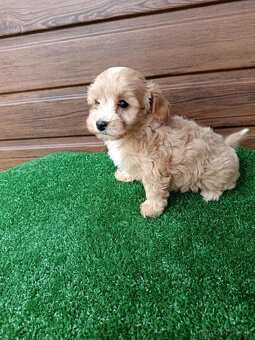 Maltipoo - 5