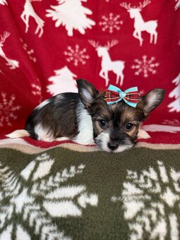 Biewer yorkshire terrier - 5