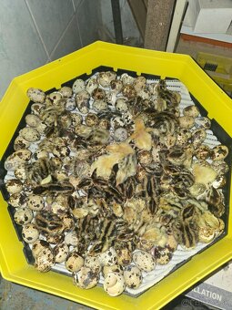 Prepelice,prepeličky - 5