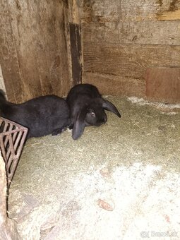 Predám králiky - 5