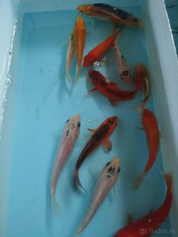 Jazierkové ryby - koi kapre - 5