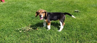 bígl, bígel, beagle - 5