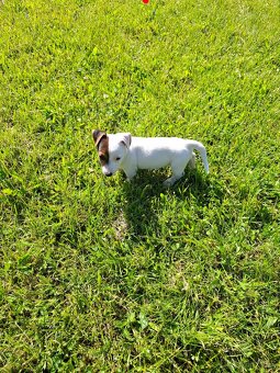 Jack russell terier - 5