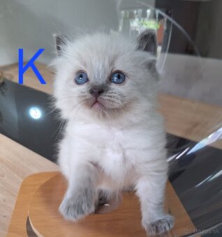 Ragdoll mačiatka - 5
