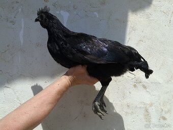 Ayam cemani - 5