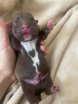 American bully POCKET - 5