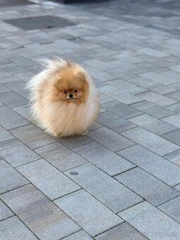 Pomeranian mini - 5
