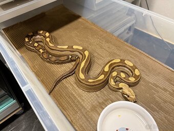 Boa Constrictor - Velhad Kralovsky - 5