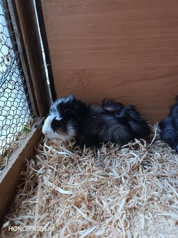 Morské prasiatka - 5