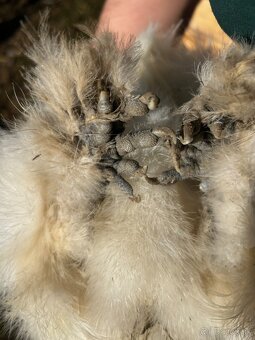 Hodvabničky - kohút - 5