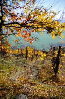 Nikon Nikkor 28-200mm 1: 3.5-5.6G IF - 5