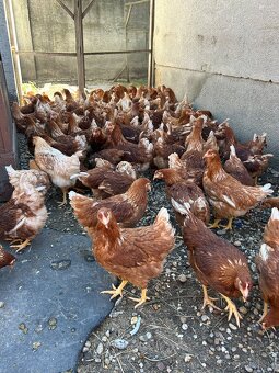 Nosnice-tetra sl - 5