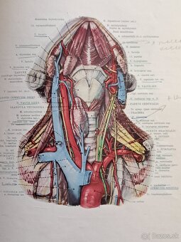 Atlas ĺudskej anatómie 1,2,3. - 5