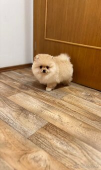 Pomeranian s PP - 5