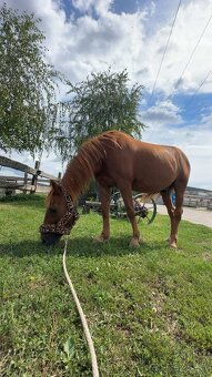 Valach v type pony - 5