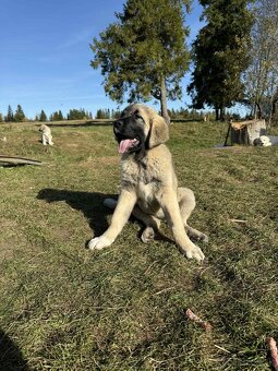 Predám šteniatka kangaly - 5