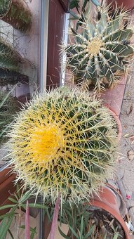 Kaktusy na predaj - 5