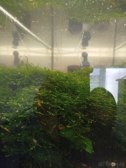 Raritné machy a rastliny - 5