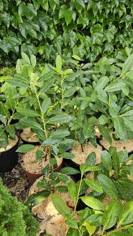 Vavrinovec lekársky - novita - 5