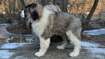 Štenata Moskovsky strážny pes - 5