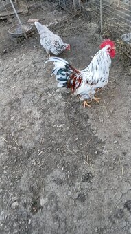 Predám nasadove vajíčka - 5