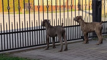 Americký BANDOG - 5