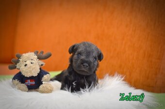 Bradáč malý - korenie, soľ - 5